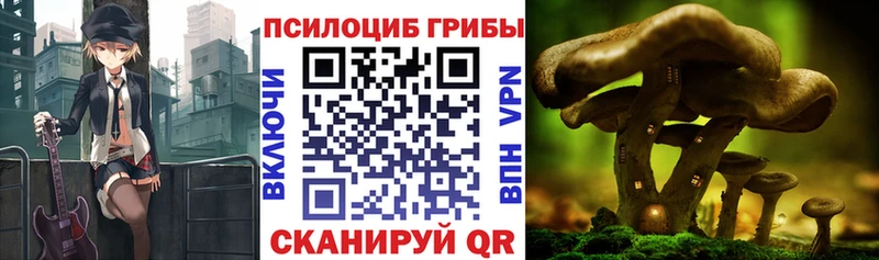 где найти наркотики  Сухой Лог  Псилоцибиновые грибы мицелий 